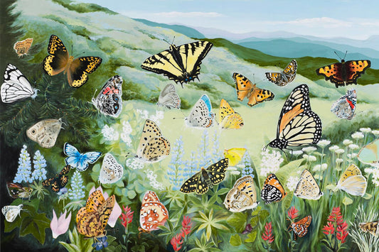Cuadros de Mariposas Cuadros de Mariposas