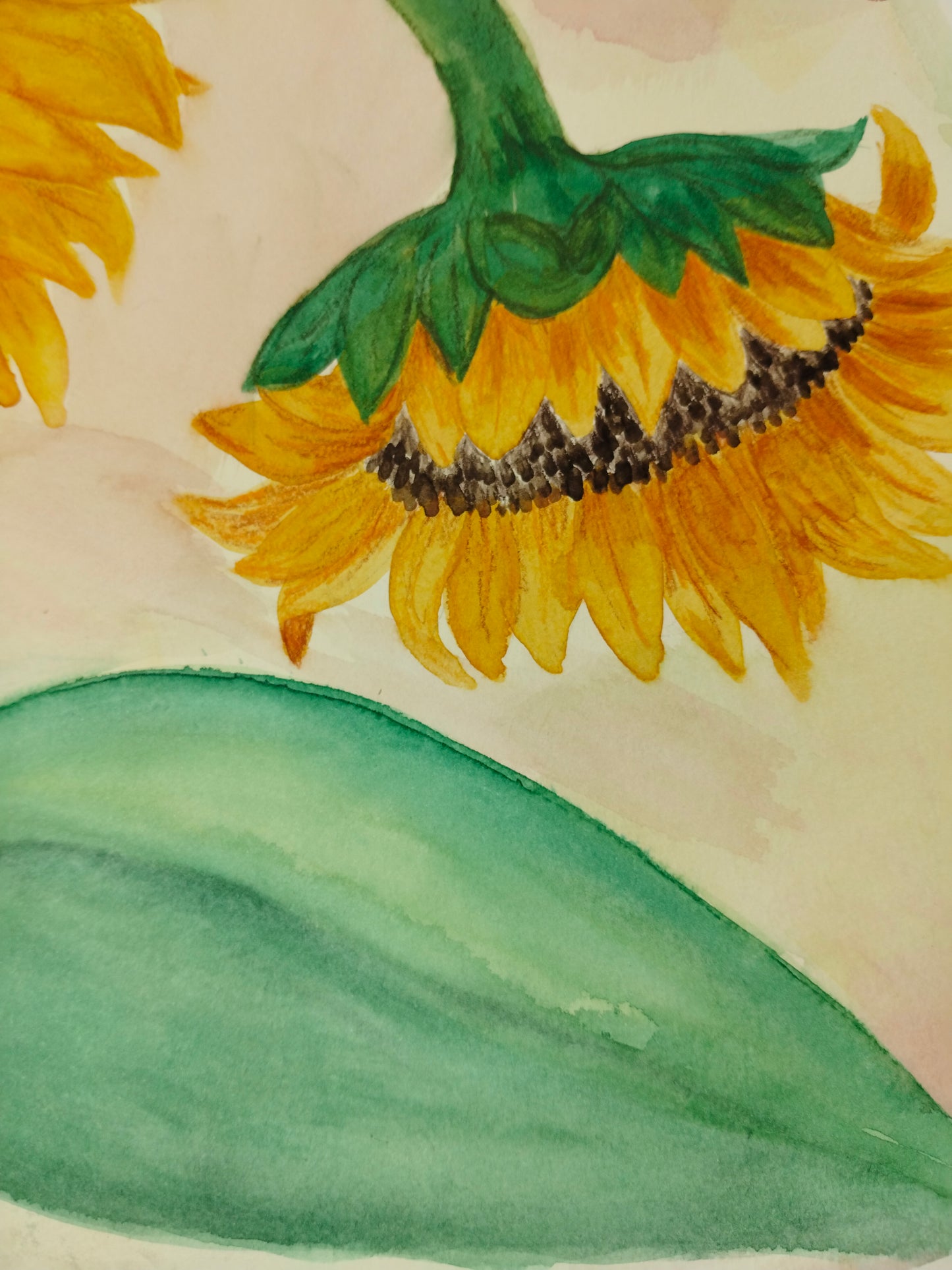 La vida de los Girasoles