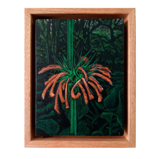 Leonotis