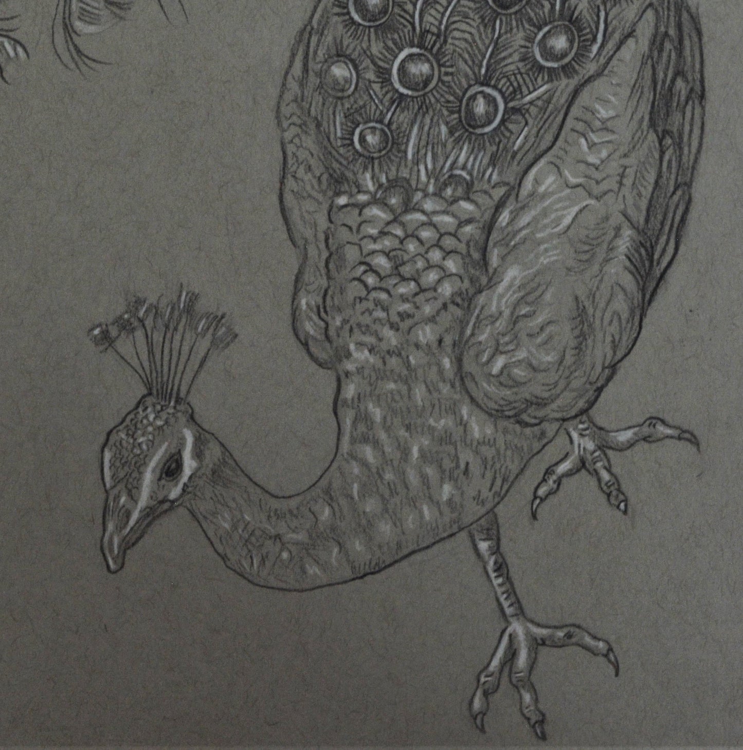 Pavo Real