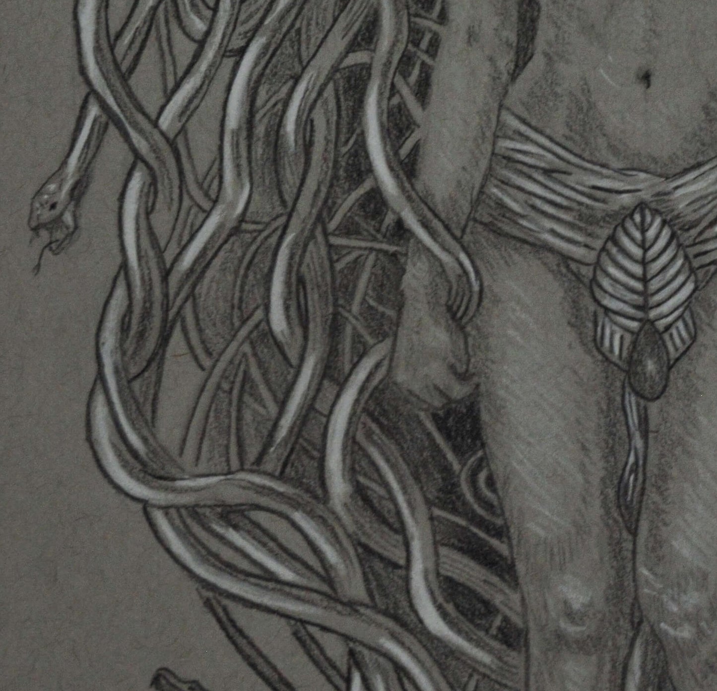 Medusa