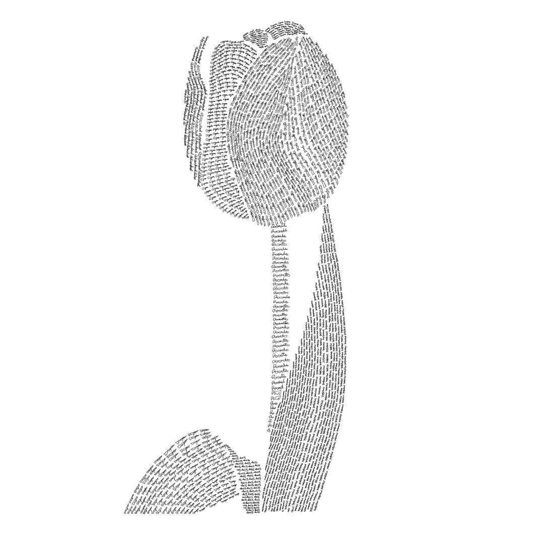 Tulip de mis amores