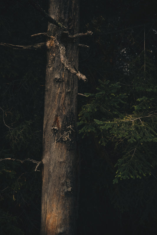 Naturaleza Nostálgica
