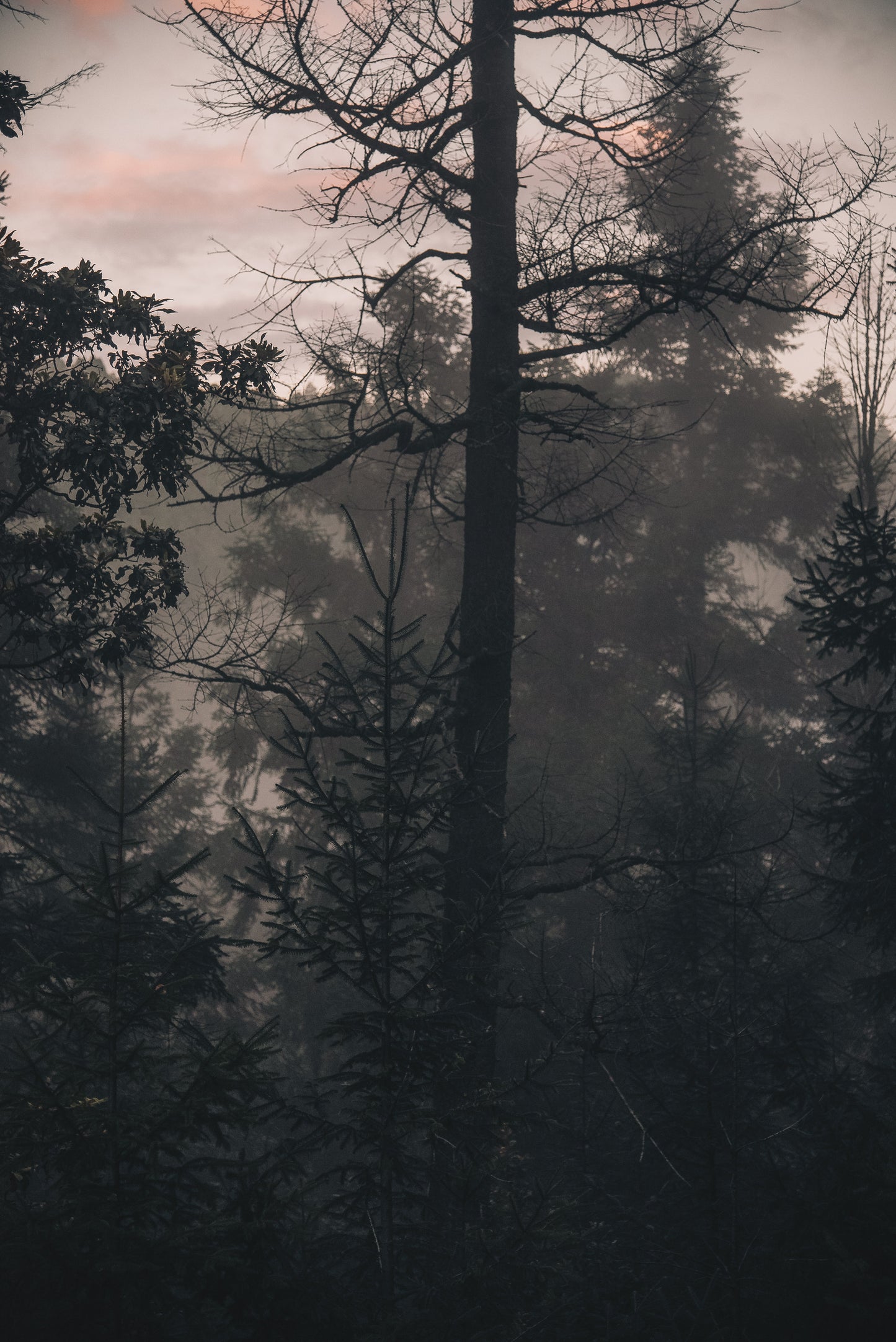 Naturaleza Nostálgica