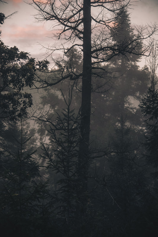 Naturaleza Nostálgica