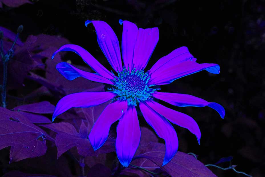 FLOR MORADA BRILLANTE