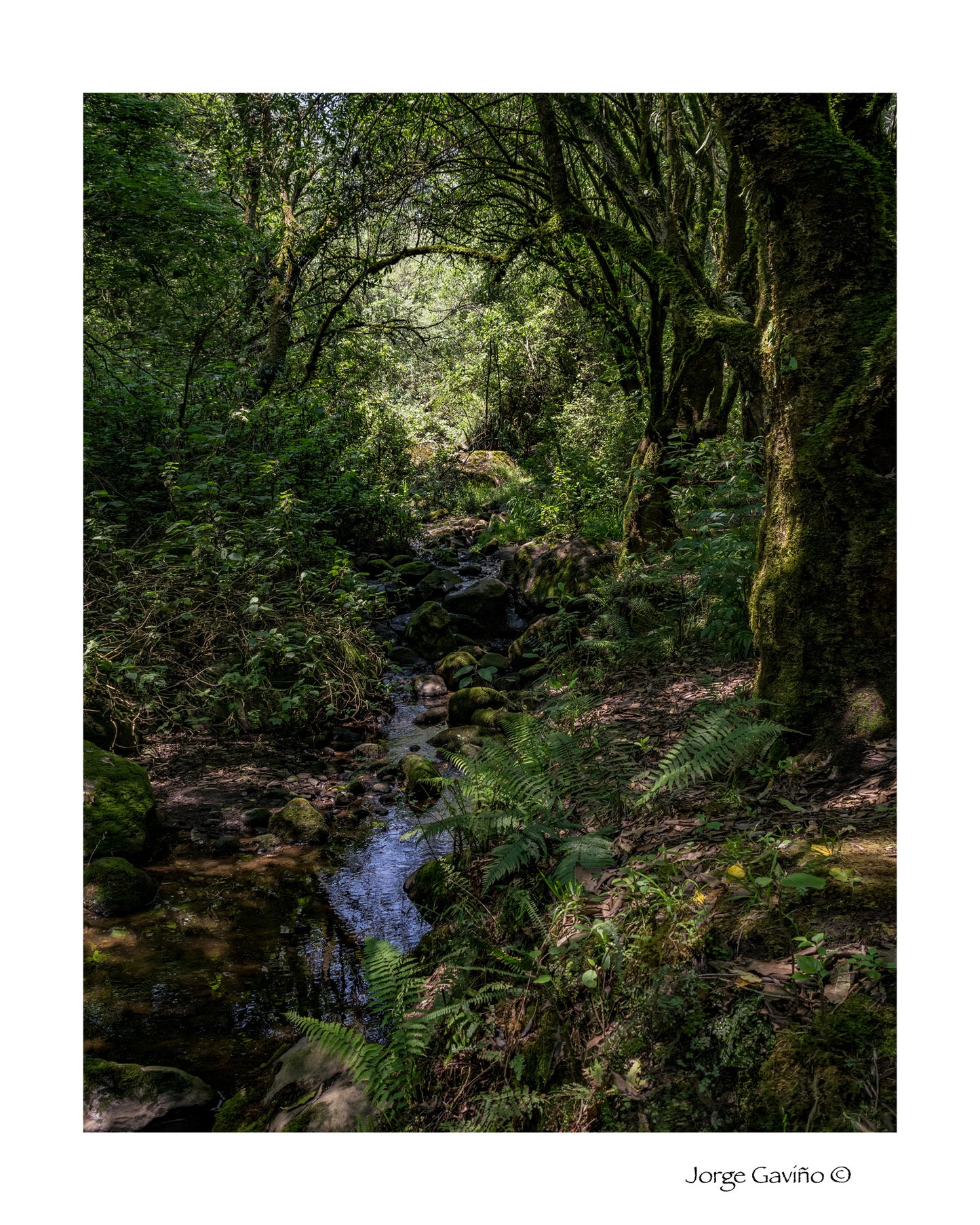 Bosque
