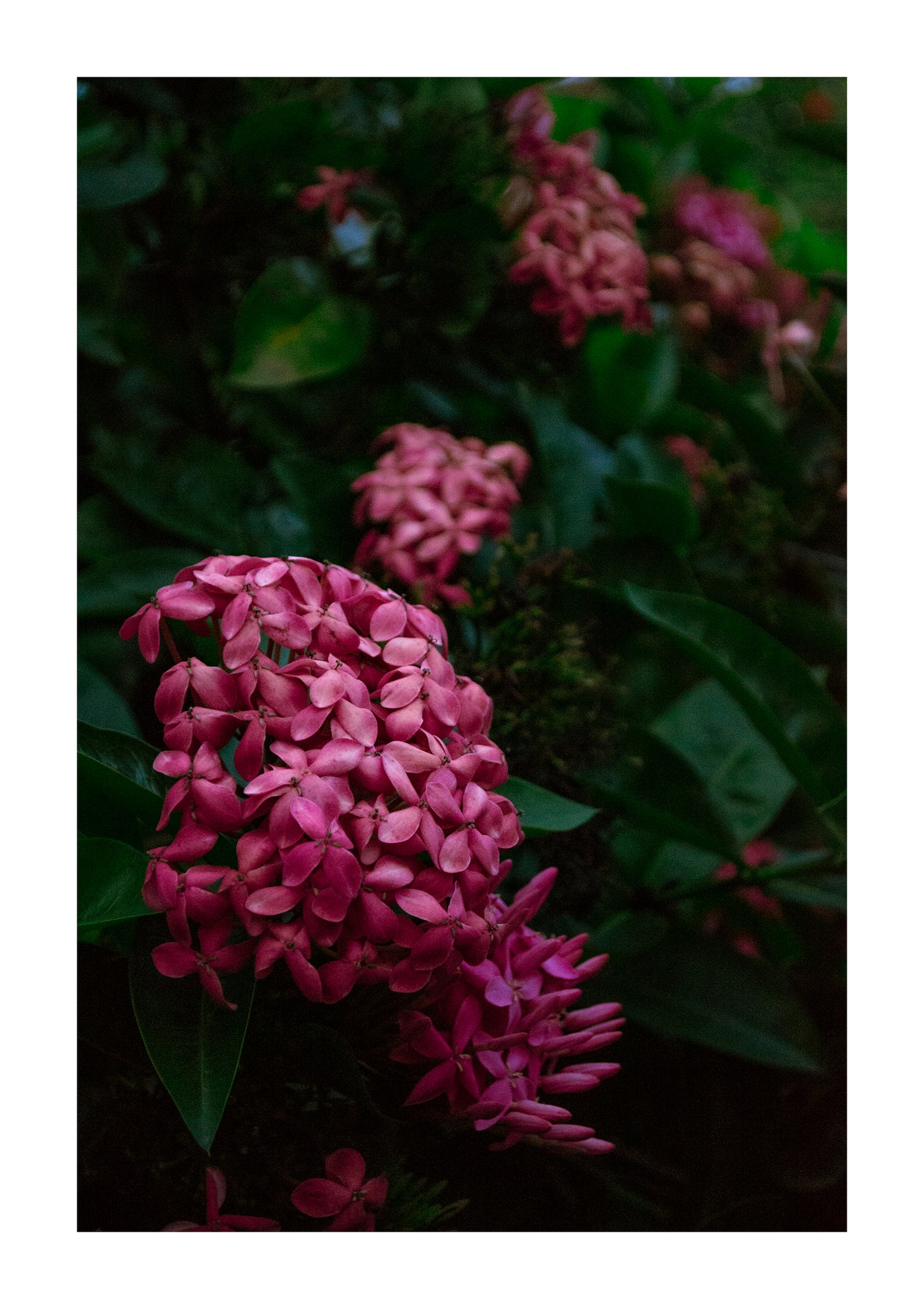 Flores Colección I