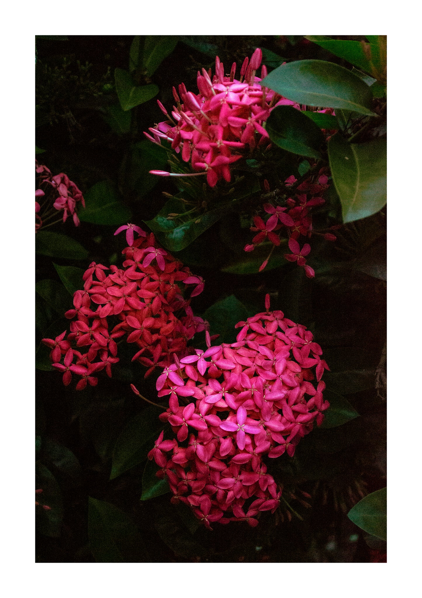 Flores Colección I