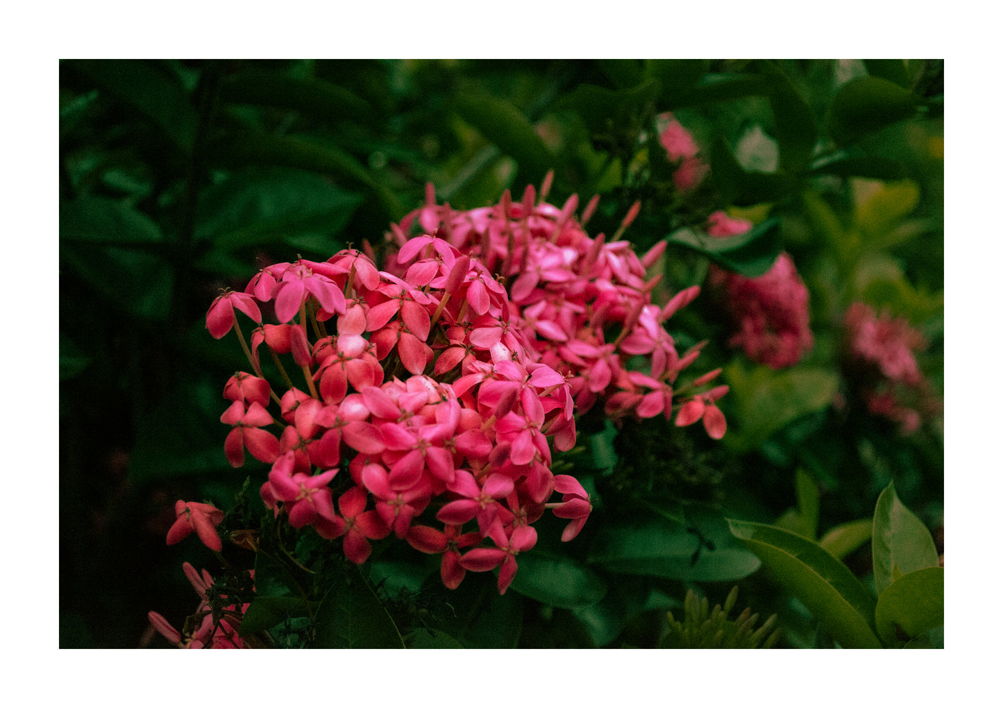 Flores Colección I