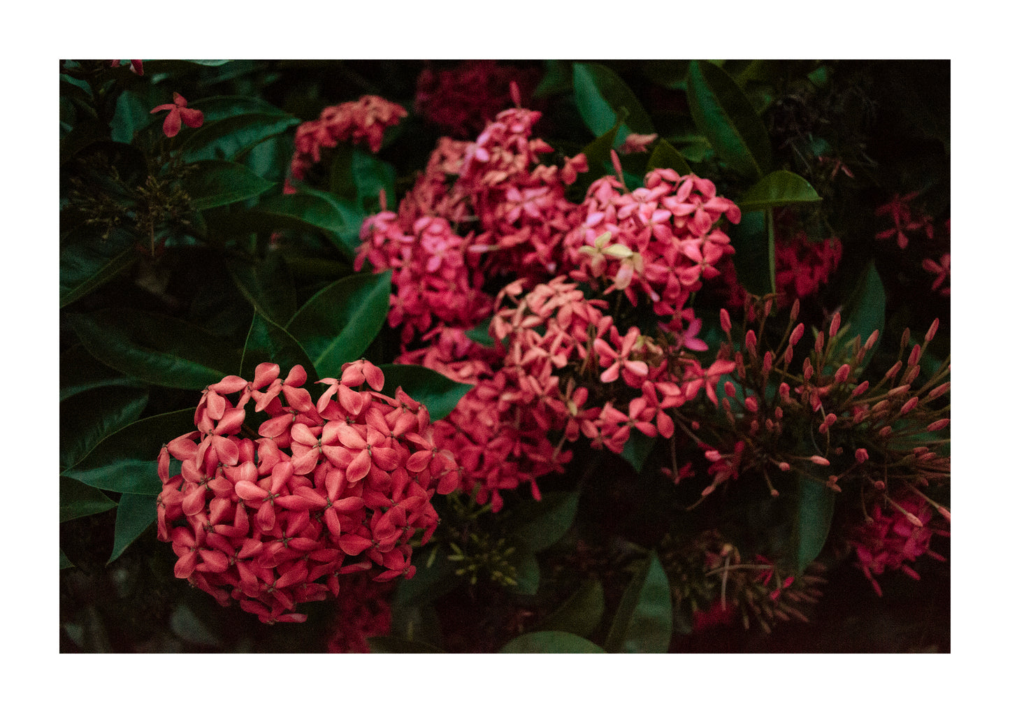 Flores Colección I