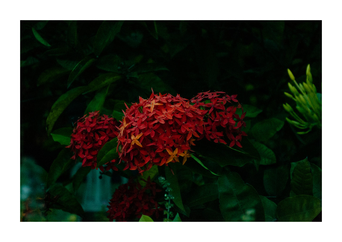 Flores Colección I
