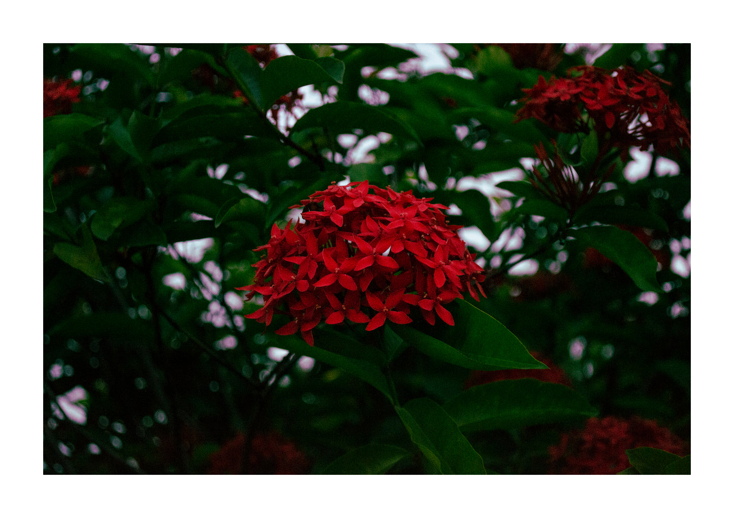 Flores Colección I