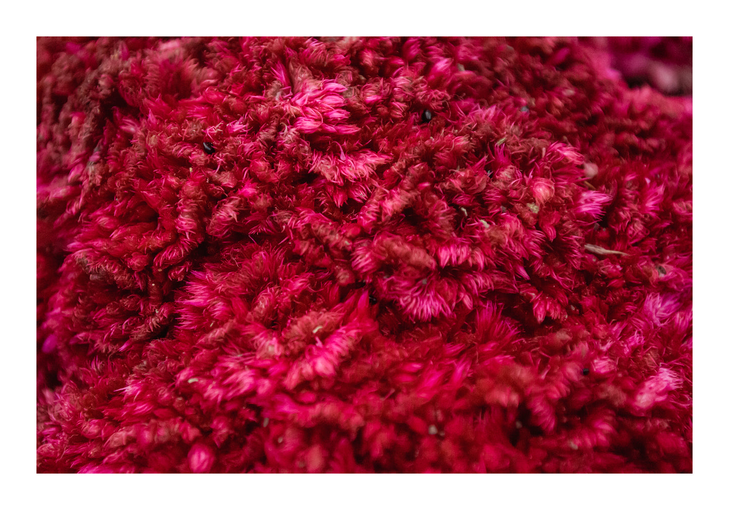 Flores Colección I