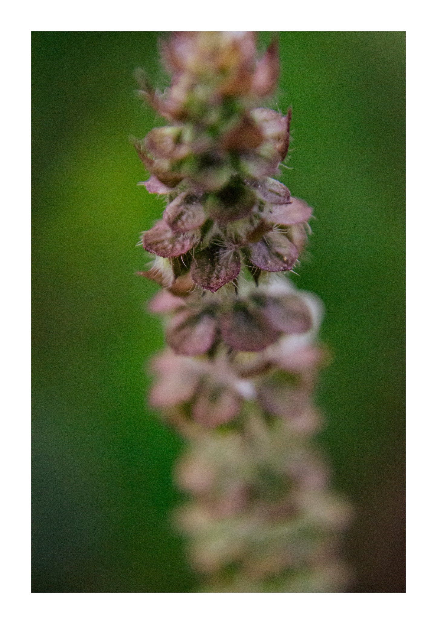 Flores Colección I