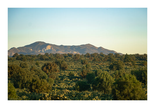 Amanecer en el Desierto V