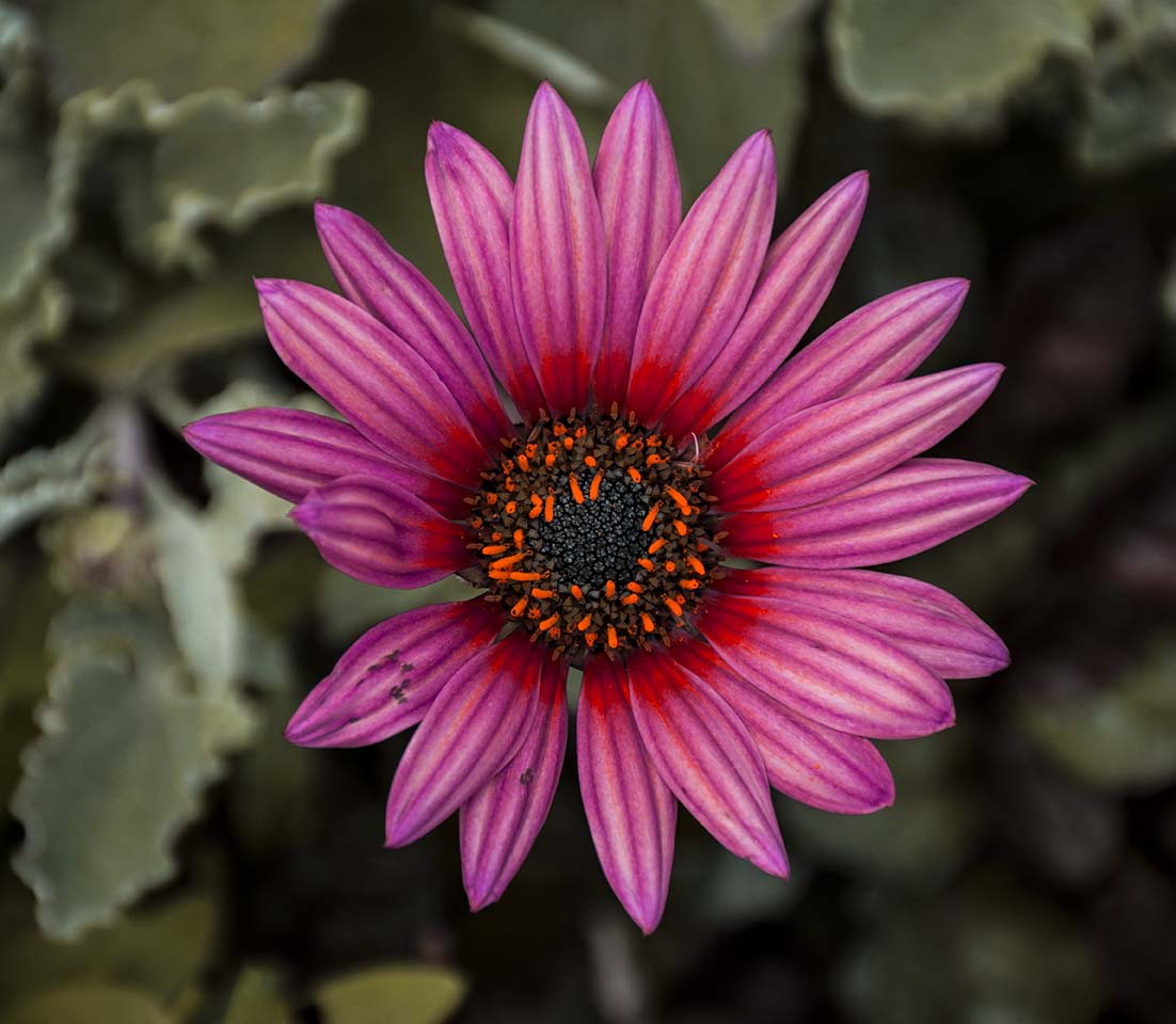 FLOR ROSA CENTRO AZUL