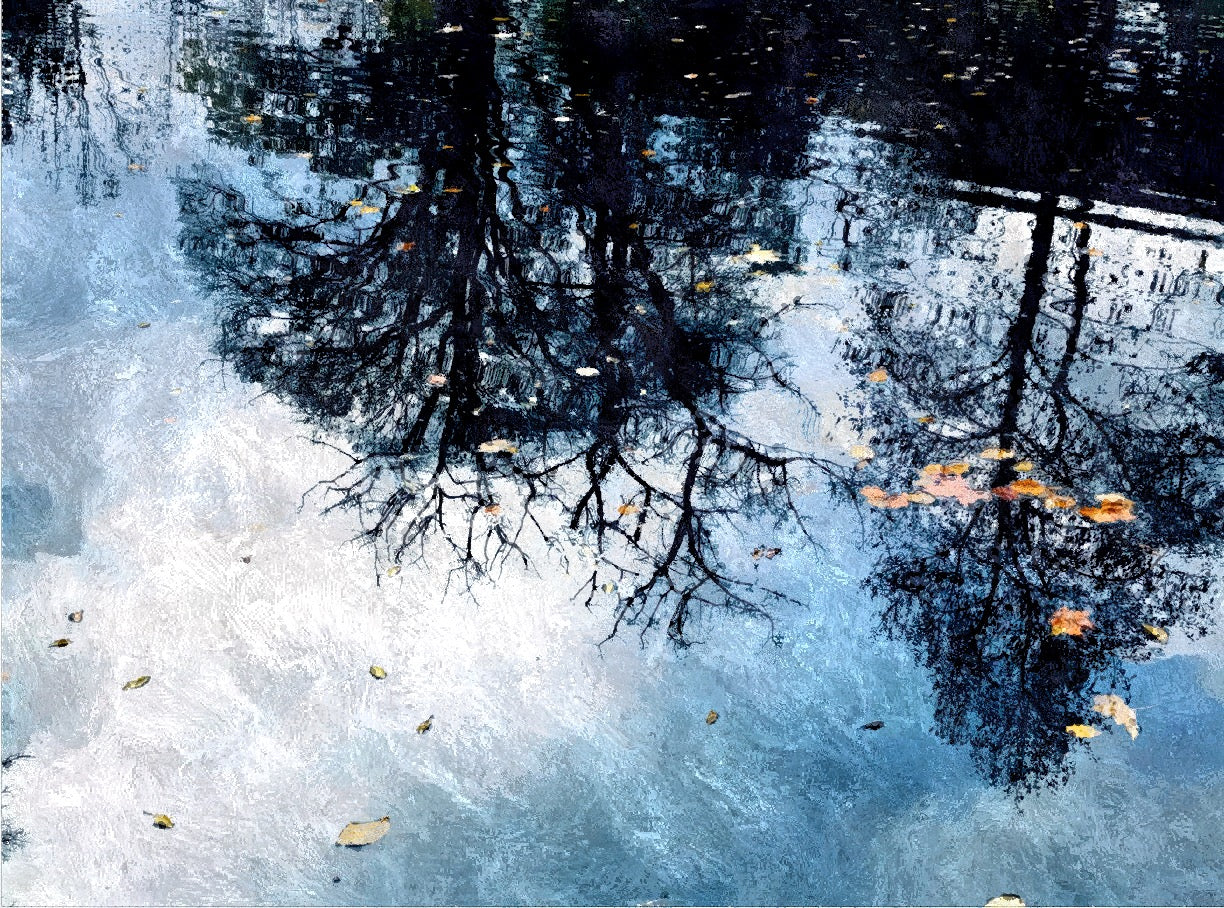 Entre el cielo y las ramas