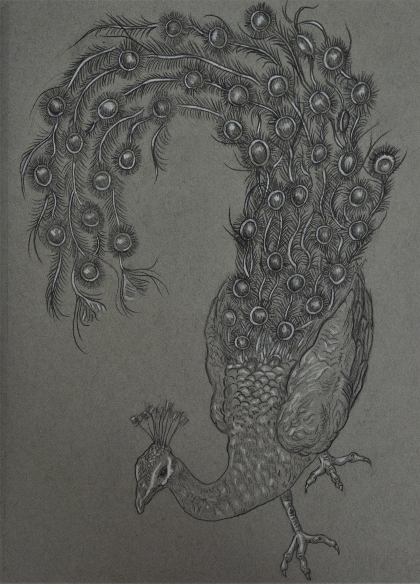 Pavo Real