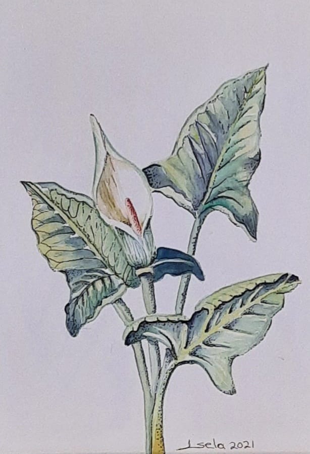 Colección de acuarelas