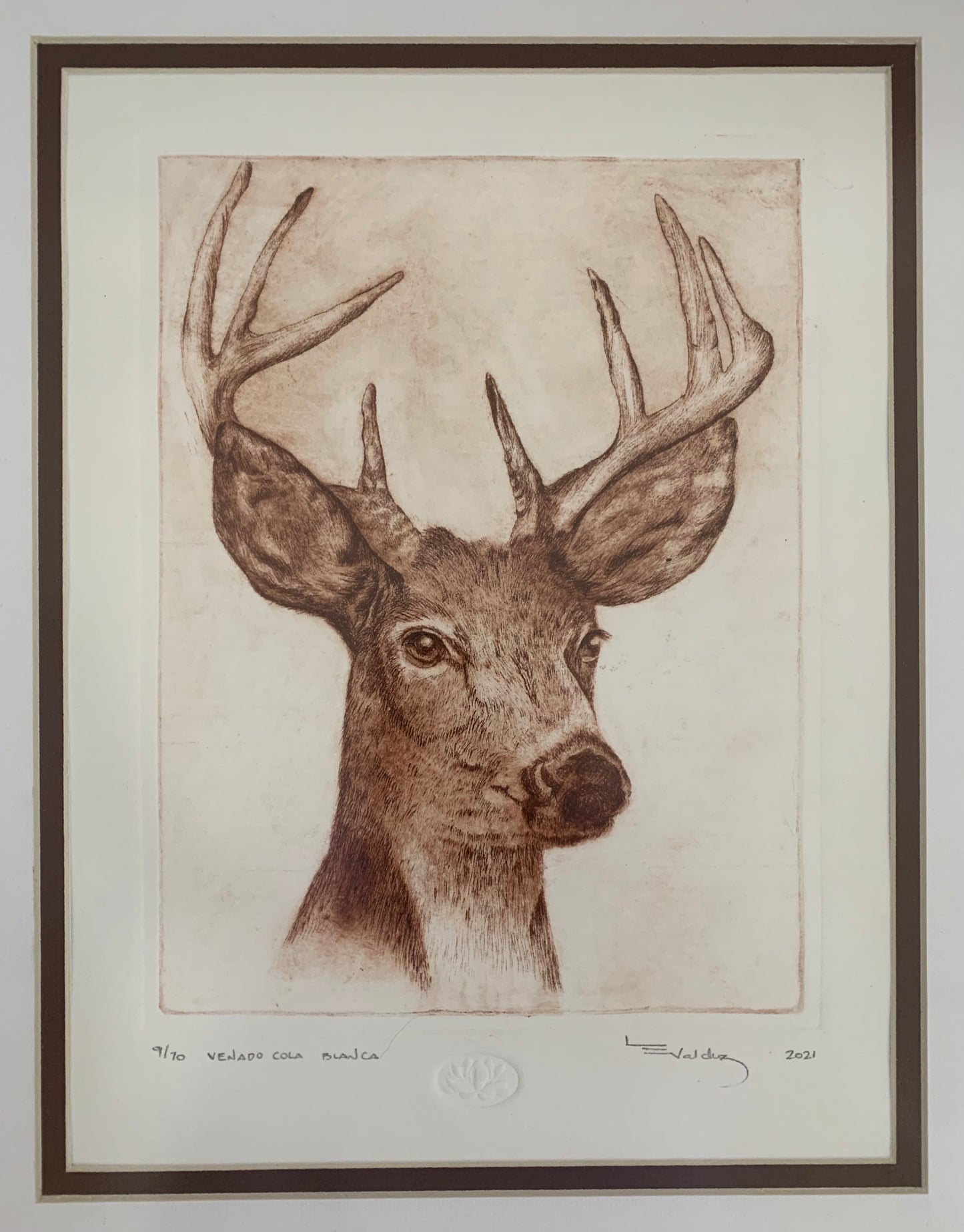 "Venado cola blanca"