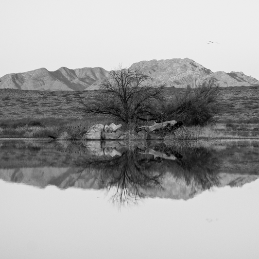 Colección:Reflejos:UnoB/N
