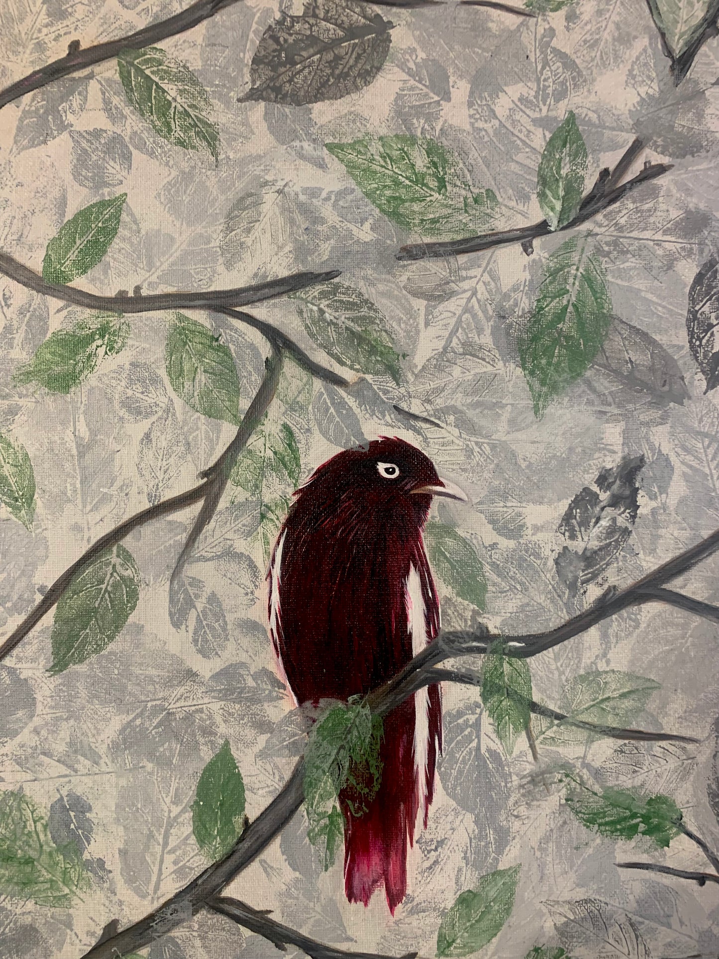 Cotinga púrpura en solitud