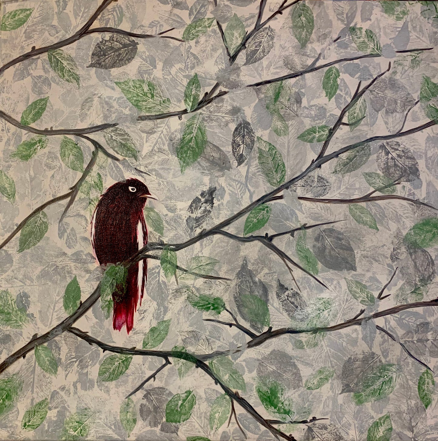 Cotinga púrpura en solitud