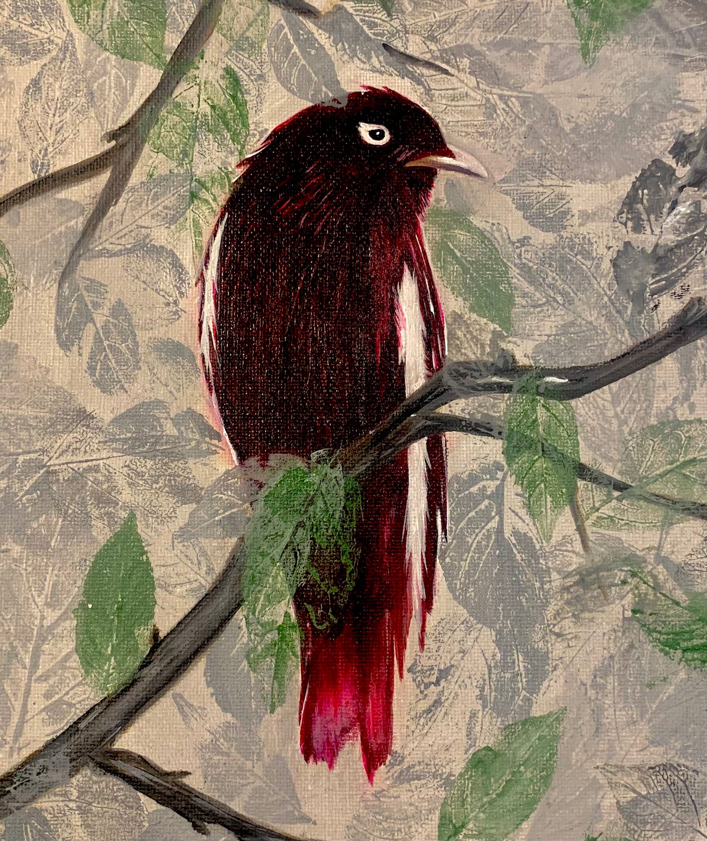 Cotinga púrpura en solitud