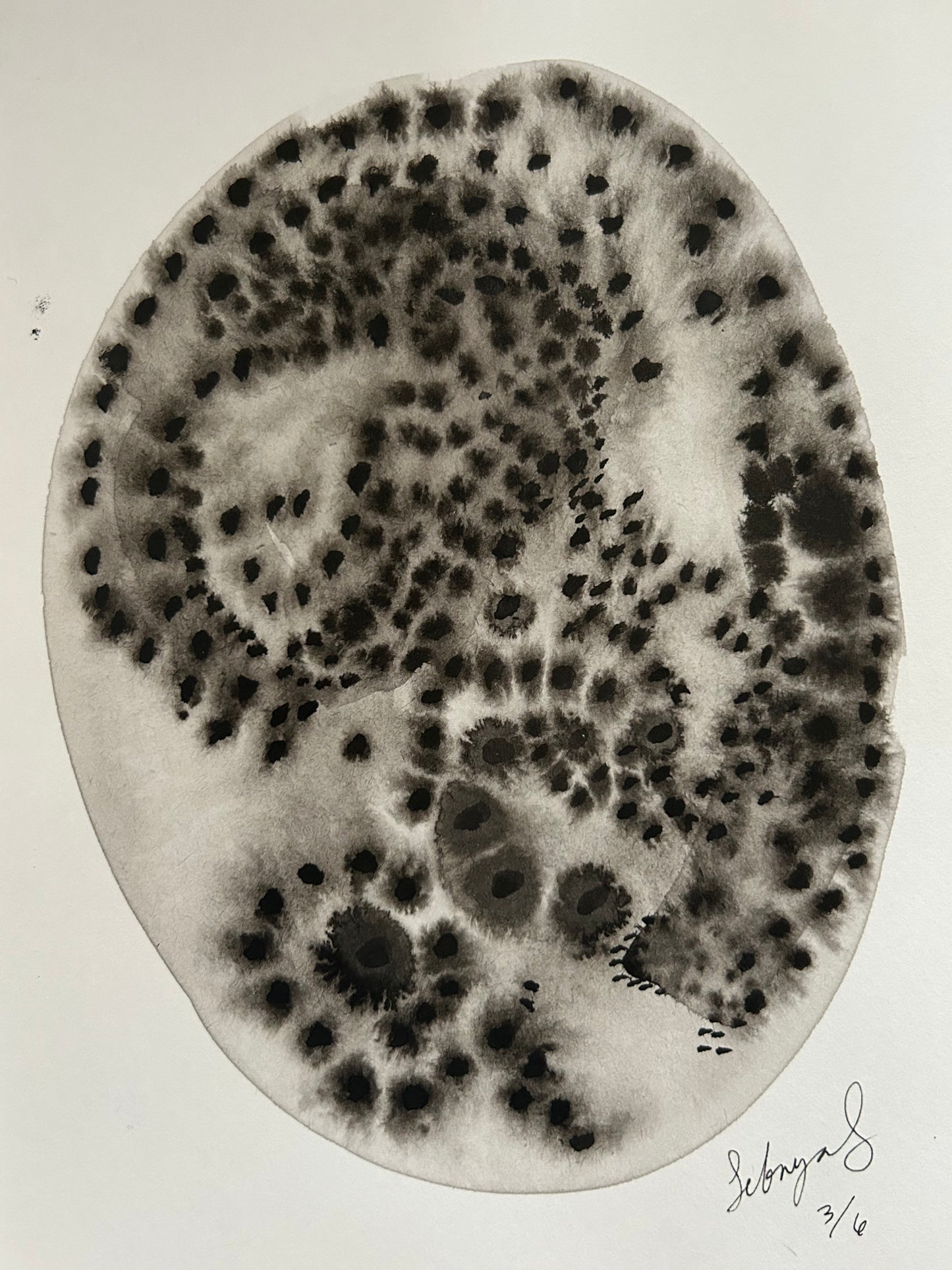 Bacteria