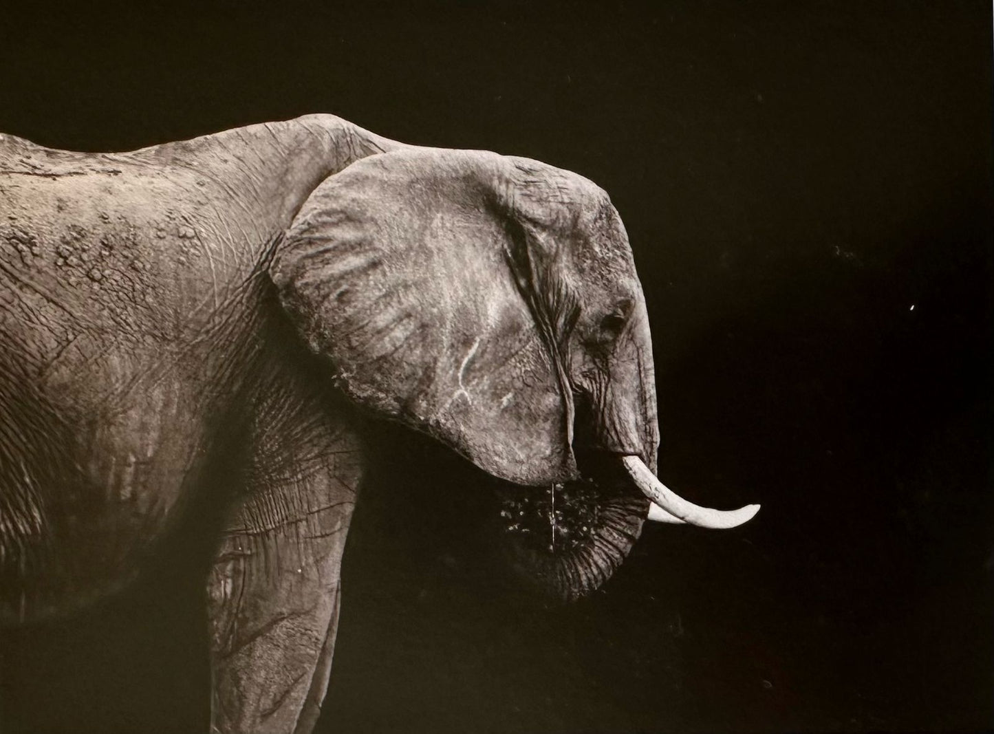 L'éléphant II