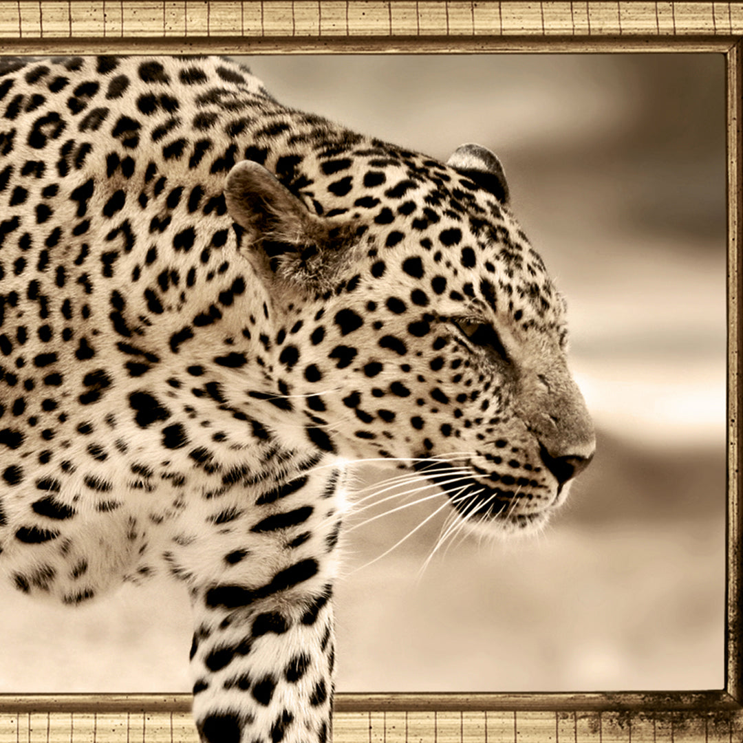 LEOPARDO