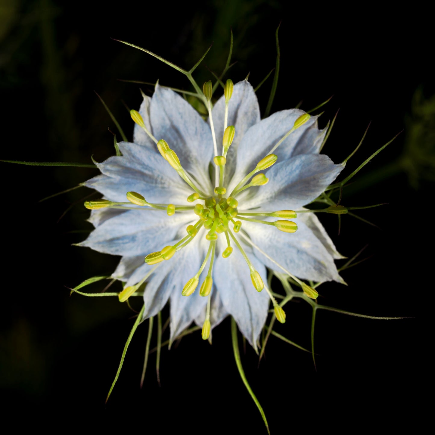 Flor de la Niebla