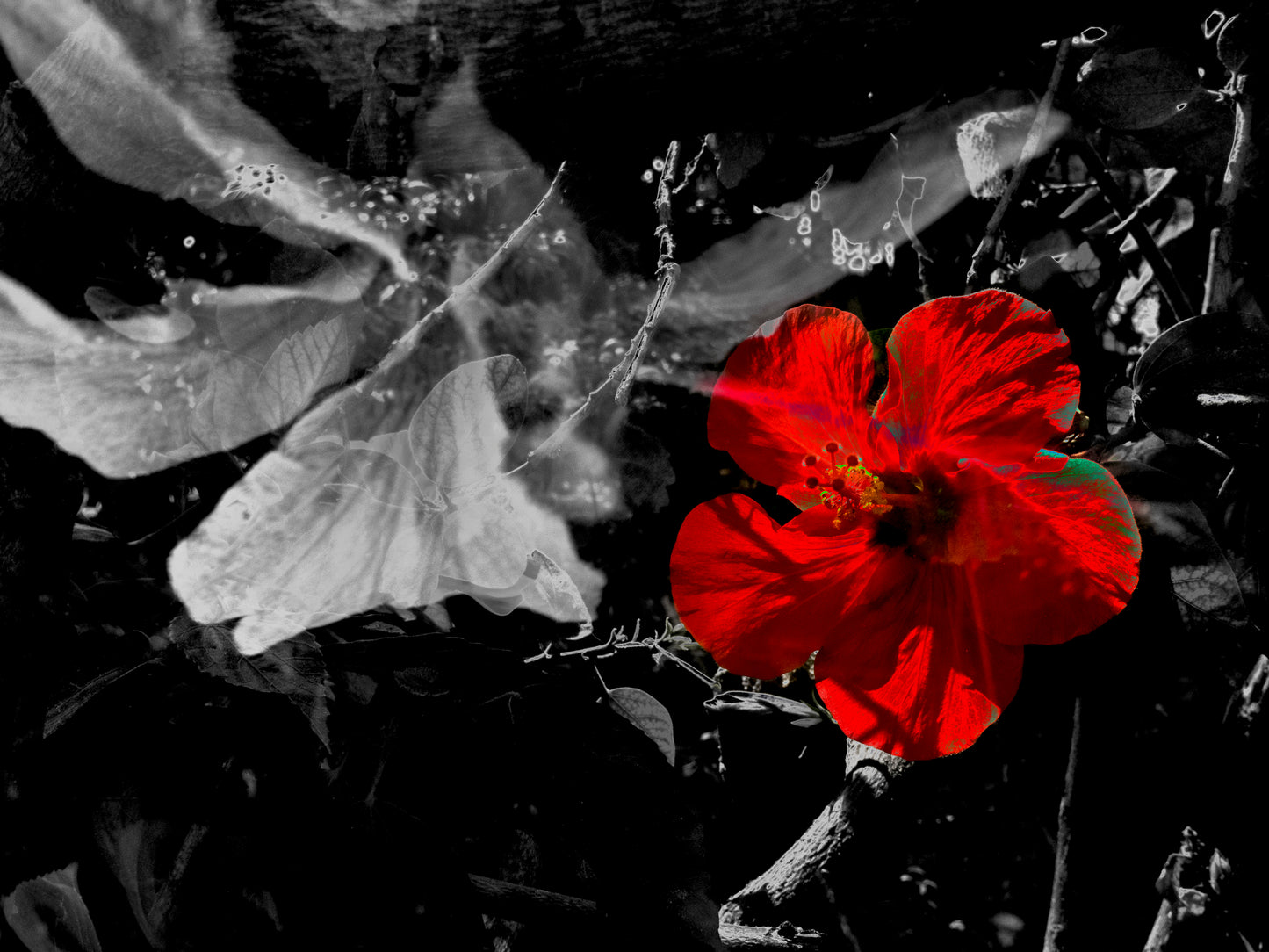 FLOR ROJA