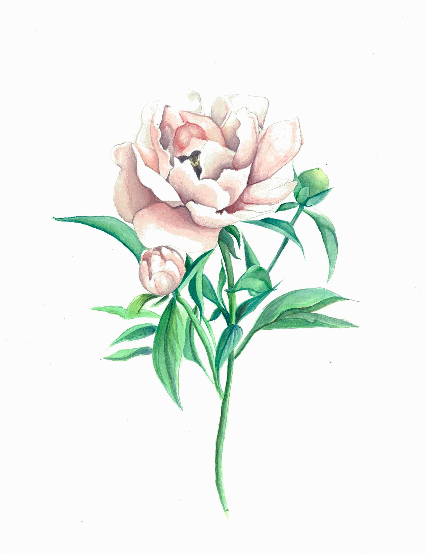 Una peonia