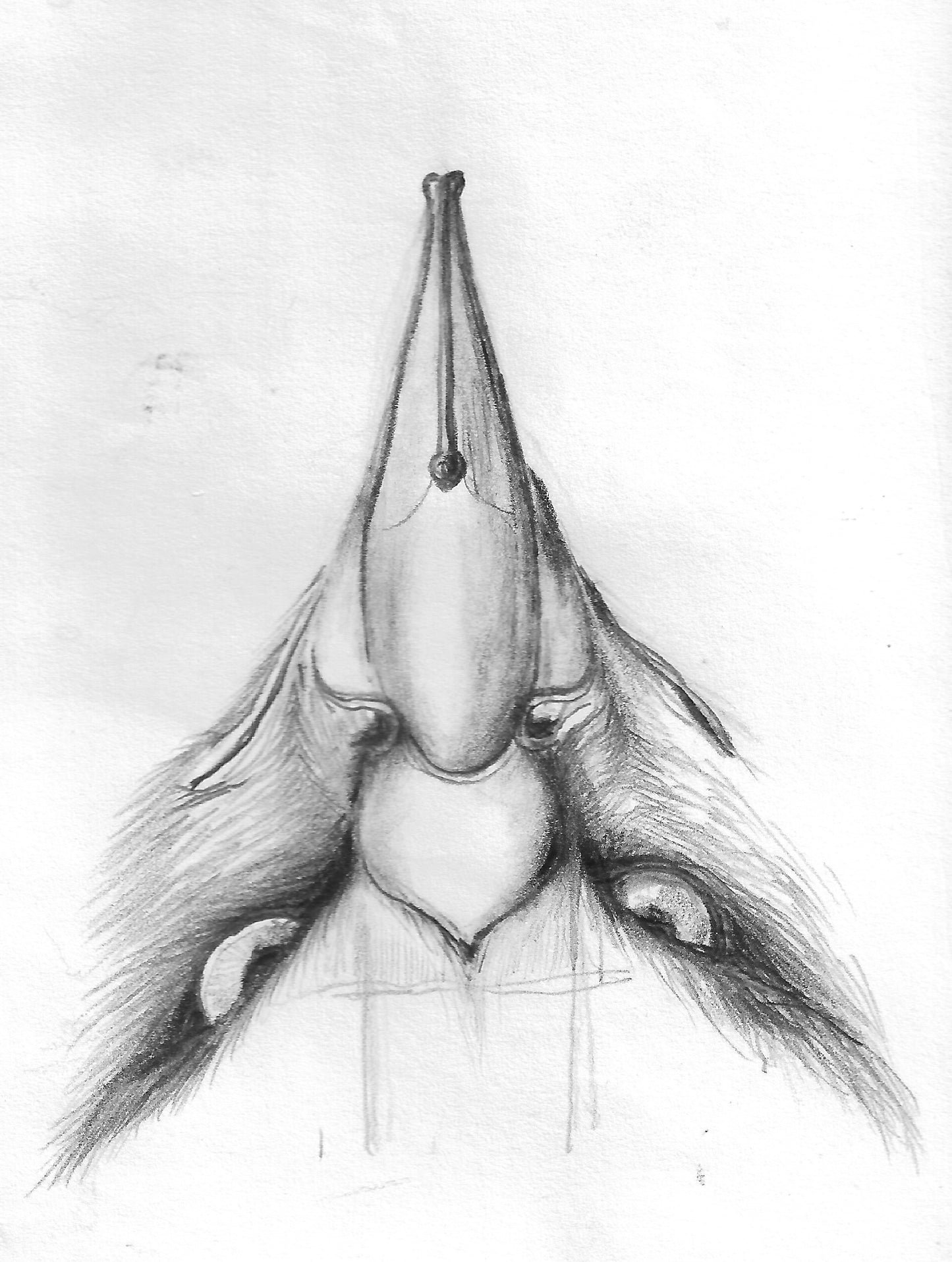 Plumaguila