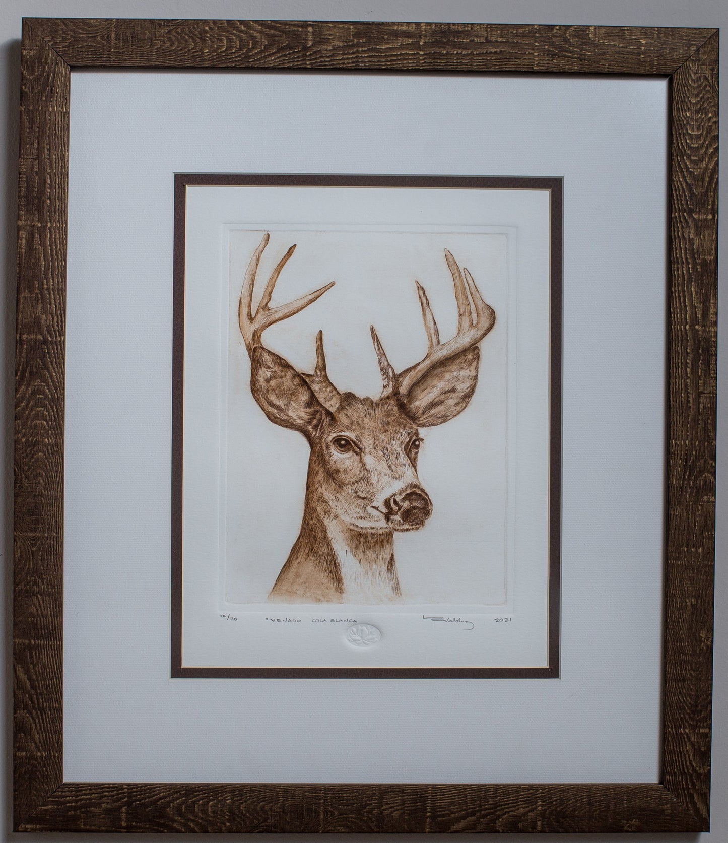 "Venado cola blanca"