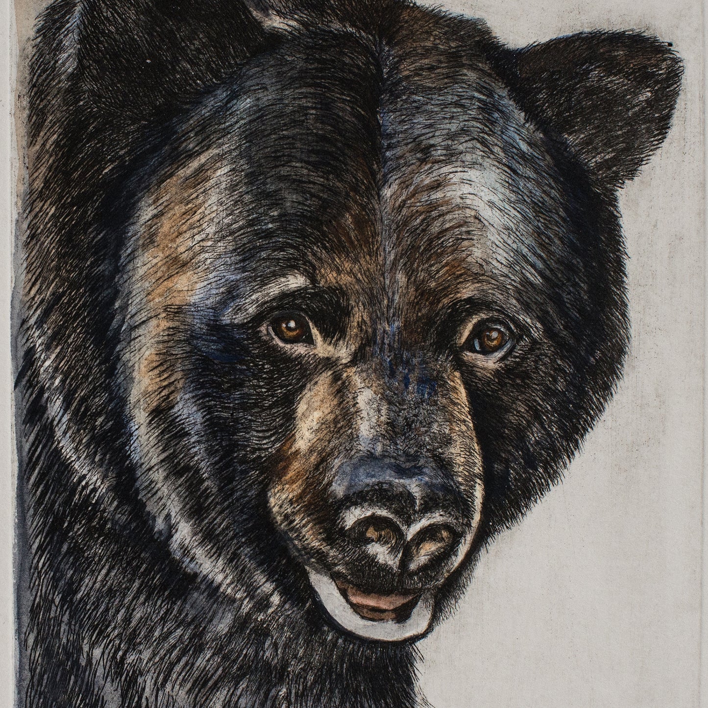 "Ursus americanus" acuarela