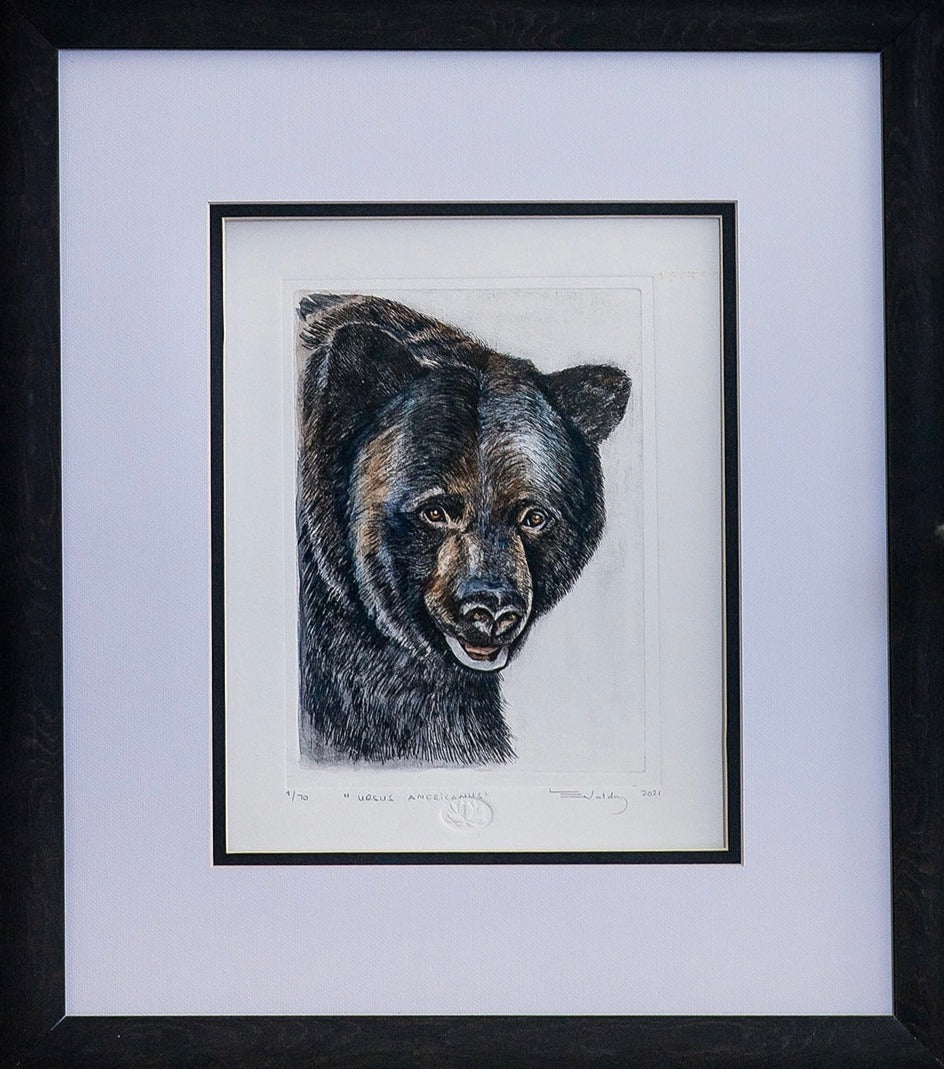 "Ursus americanus" acuarela