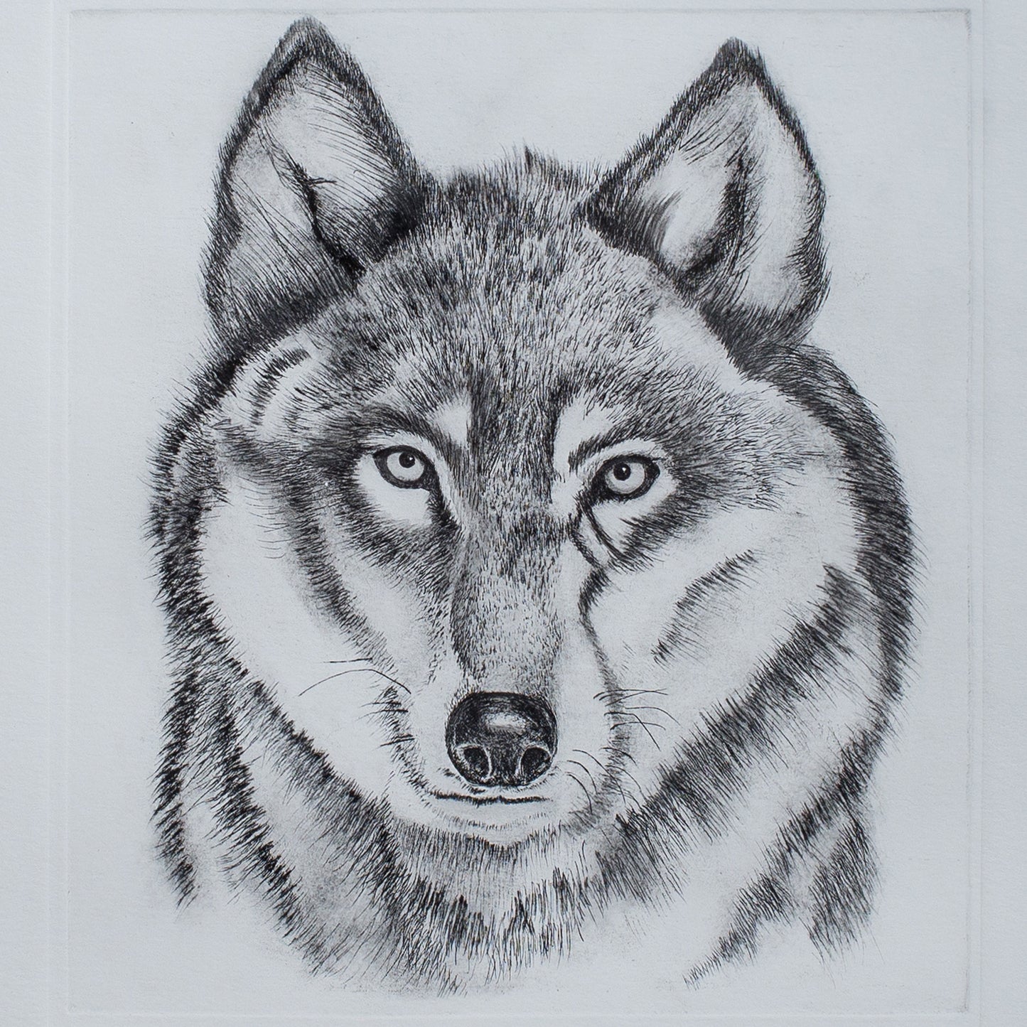 "Piel de Lobo"