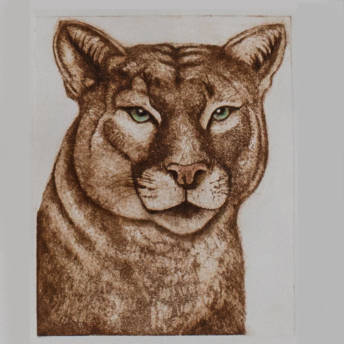 "PUMA CONCOLOR"