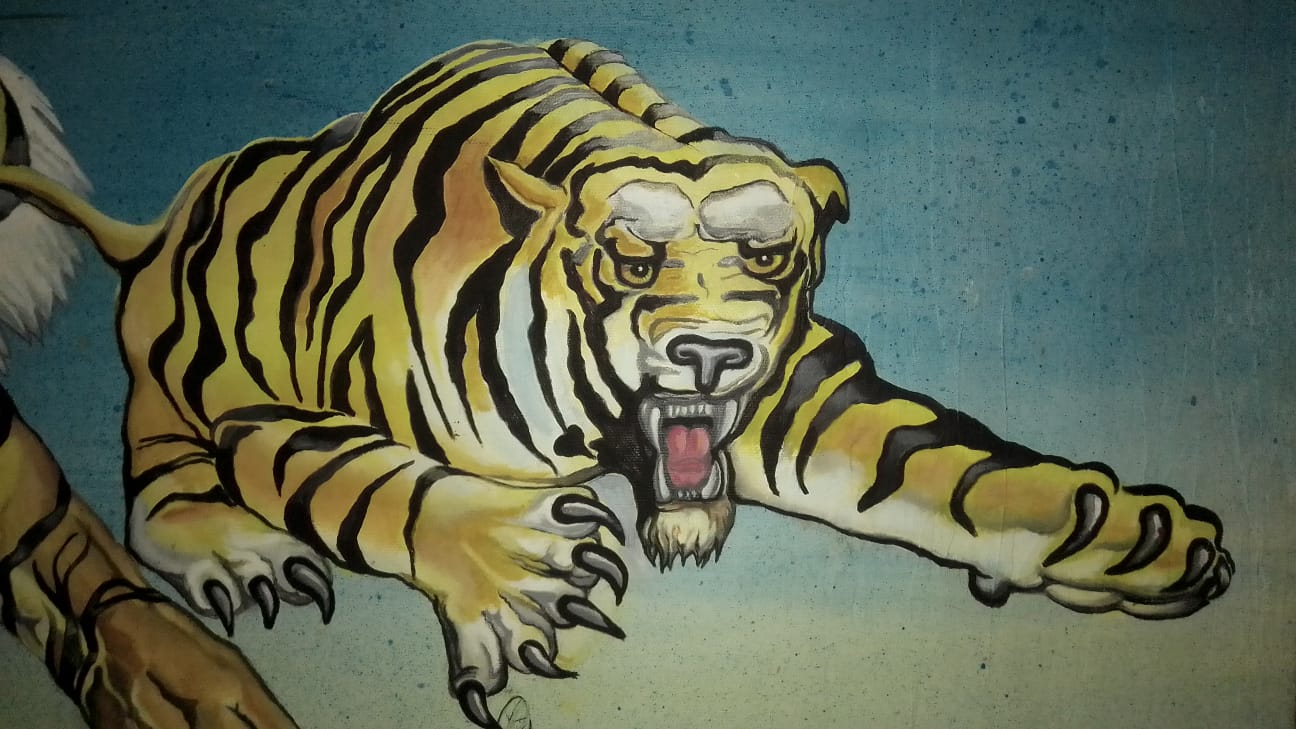 Dos tigres de bengala saliendo de un pez