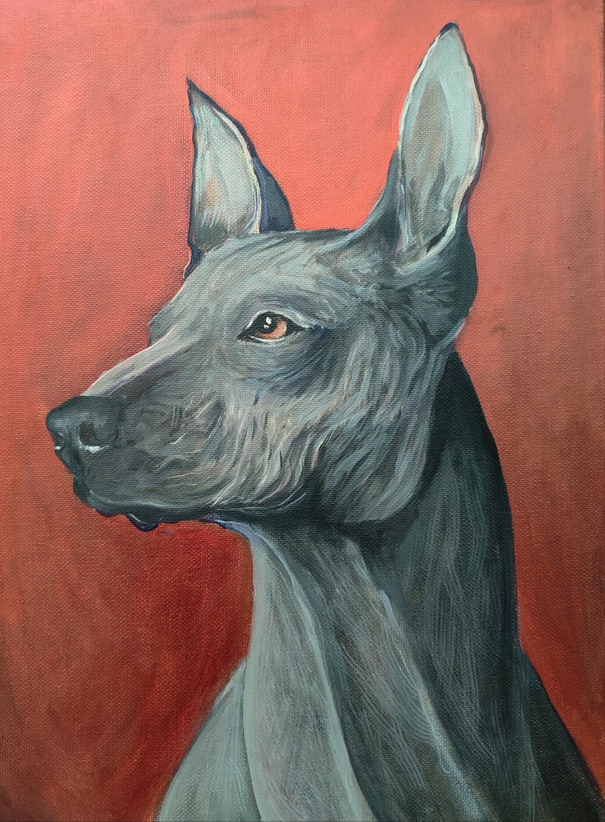 Xoloitzcuintle VENDIDO