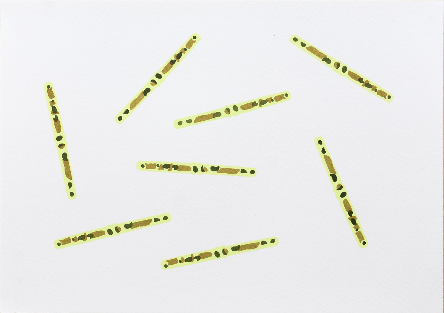 Alga