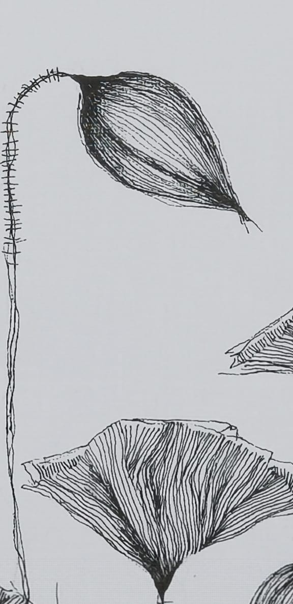 Amapola 5