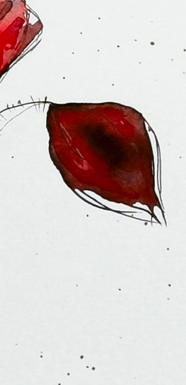 Amapola 8