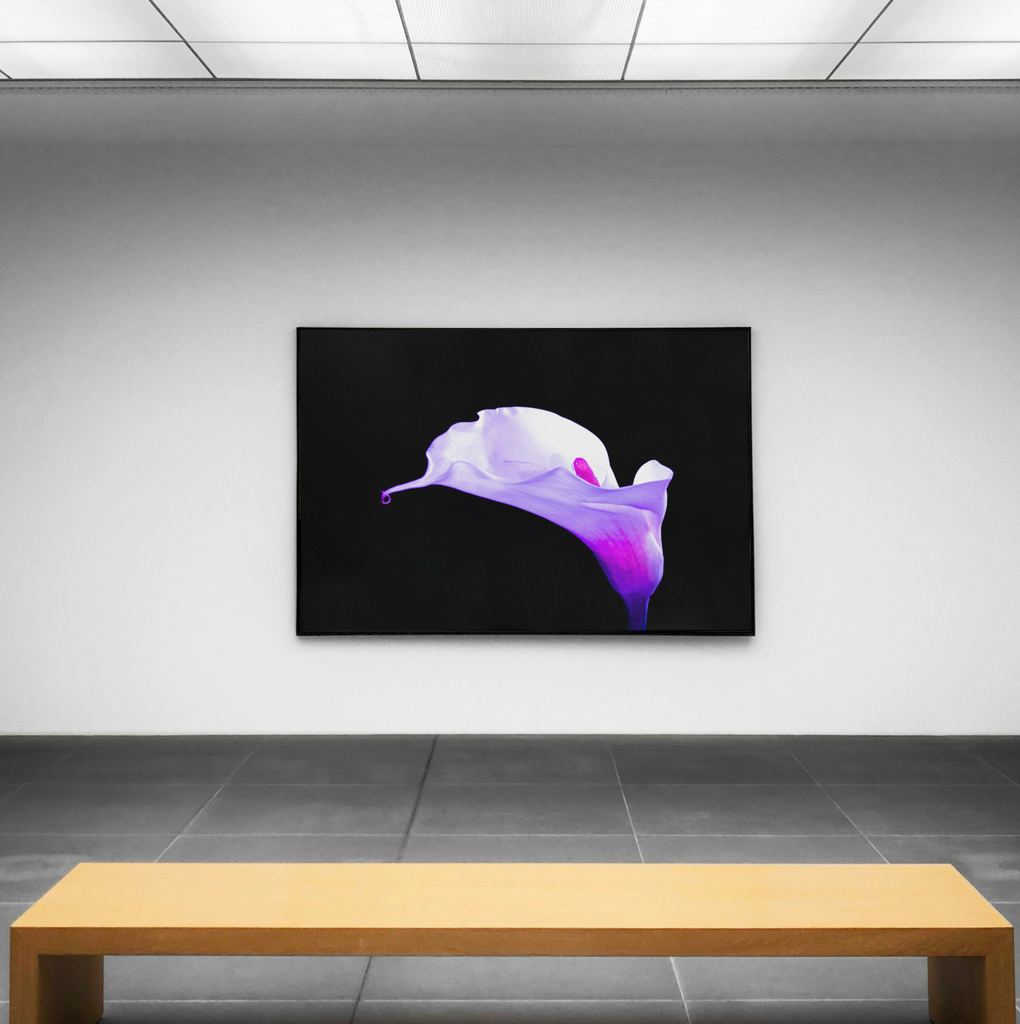 Alcatraz. Forma sobre negro