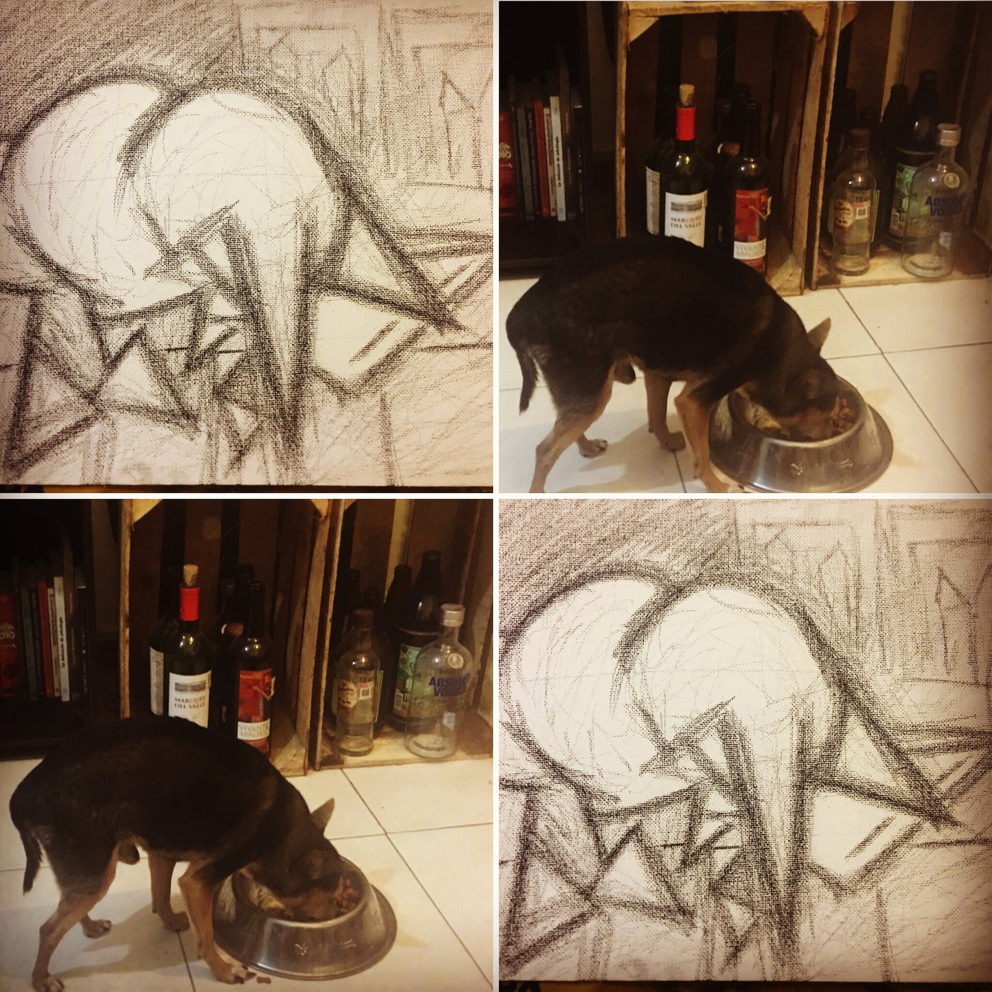 Canino