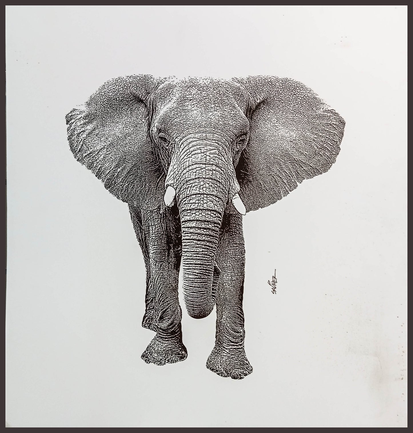 Elefante en Blanco y Negro