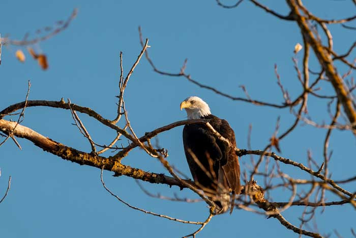 Aguila del Atardecer